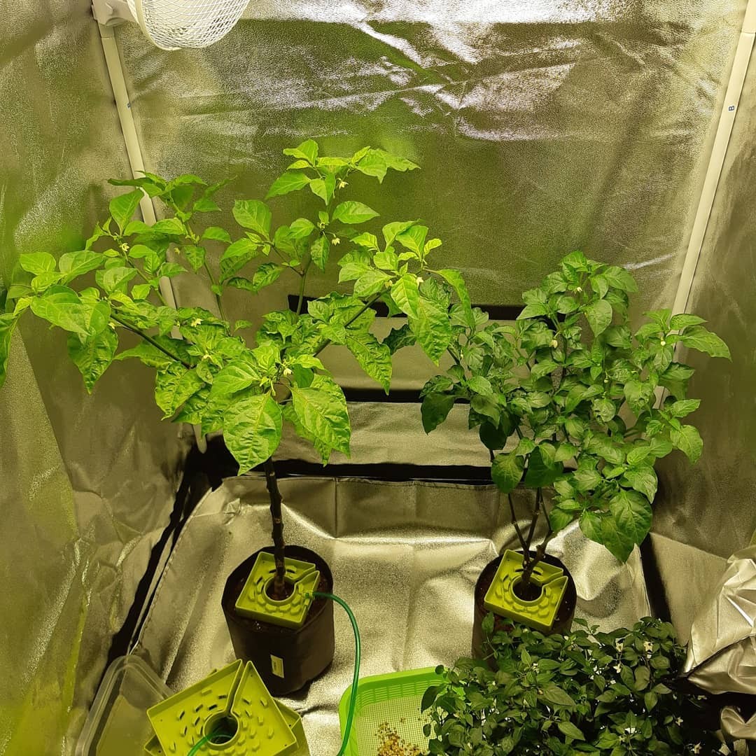 гроубоксы - товары для выращивания растений